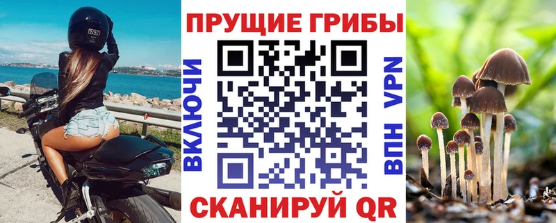 Псилоцибиновые грибы Psilocybine cubensis  blacksprut как войти  Трубчевск 